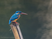 Common Kingfisher