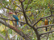 Stork-billed Kingfisher