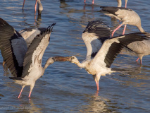 Open-billed Storks