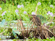 Black Bittern