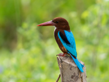 White-throated Kingfisher