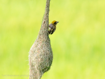 Baya Weaver