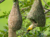 Baya Weaver