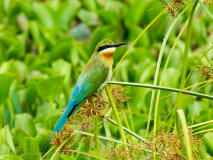 Blue-tailed Bee-eater