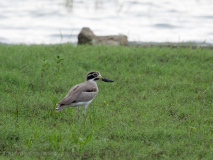 Great Thick-knee
