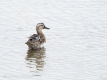 Garganey