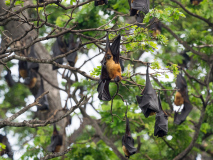 Indian fruit bats