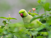 Rose-ringed Parakeet