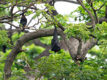 Indian fruit bats