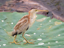 Yellow Bittern