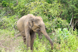 Sri Lanka | Udawalawe NP