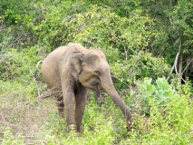 Asian Elephant