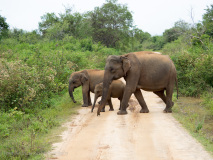 Asian Elephants