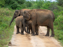 Asian Elephants
