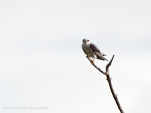 Black-winged Kite