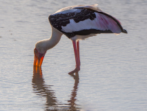 Painted Stork