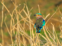 Indian Roller