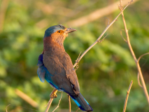 Indian Roller