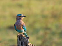 Indian Roller