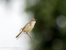 Plain Prinia