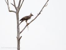 Changeable Hawk-Eagle