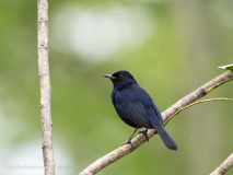 Indian Robin