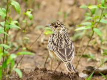 Jerdon\'s Bush Lark