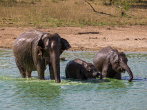 Asian Elephants