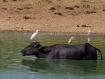 Great Egret and Indian Pond Heron
