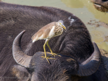 Indian Pond Heron