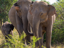 Asian Elephants