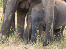 Asian Elephants