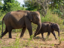 Asian Elephants