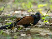 Greater Coucal