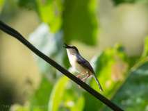Ashy Prinia
