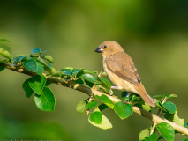 Indian Silverbill