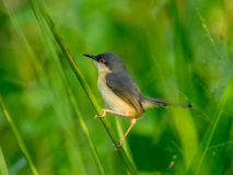 Ashy Prinia