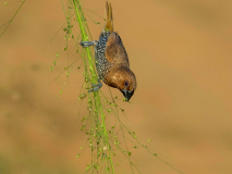 Scaly-breasted Munia