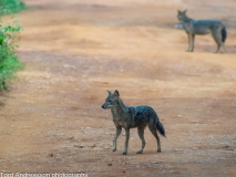 Golden Jackals