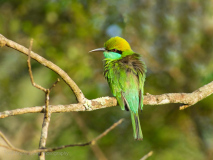 Green Bee-eater