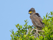 Crested Serpent Eagle