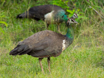 Indian Peafowl