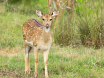 Spotted Deer
