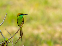 Green Bee-eater