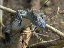 Baby Mugger Crocodile