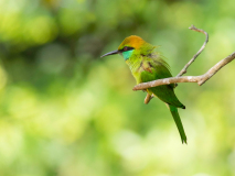 Green Bee-eater