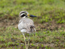Great Thick-knee