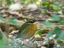 Indian Pitta