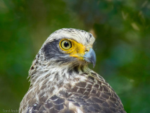 Crested Serpent Eagle
