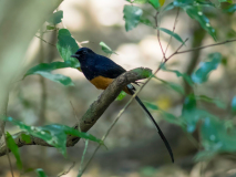 White-rumped  Shama